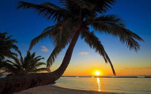 sunset beach with palm