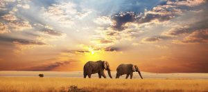 africa elefants